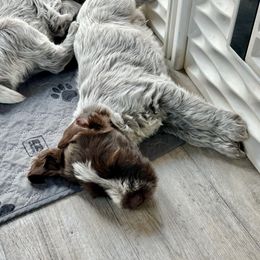 Girl 3 - Brown and gray female Wirehaired Pointing Griffon puppy in Custer, South Dakota from Twenty-Mile Griffons