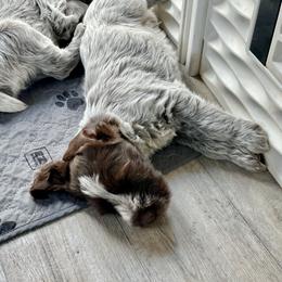 Girl 3 - Brown and gray female Wirehaired Pointing Griffon puppy in Custer, South Dakota from Twenty-Mile Griffons