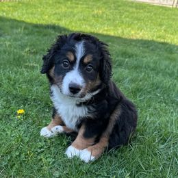 Girl 2 - Black tri Toy Australian Shepherd puppy in Norwood, Massachusetts from Loyal Litters Toy Australian Shepherds