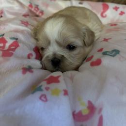 Latte - Cream and white female Shih Tzu puppy in Bluffton, South Carolina from Cuddly Coastal Cuties