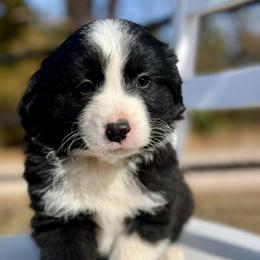 Romeo - Black tri male Miniature Australian Shepherd puppy in St.James, Missouri from Vineyard Ridge Mini Aussies