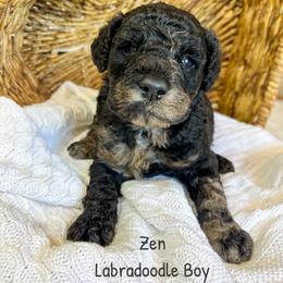 Zen - Merle male Labradoodle puppy in Grove, Oklahoma from Guinn Family Farms