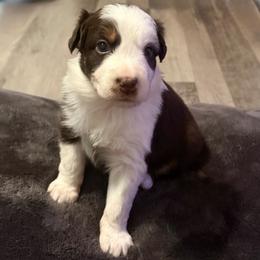 Freedom - Red & white female Australian Shepherd puppy in Harrah, Oklahoma from Kamm's Aussies