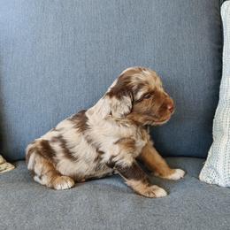 Aussiedoodle, Bernedoodle, and Cavapoo Puppies from SanTan Doodles