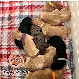 Goldendoodle Puppies from Dandy Doodles