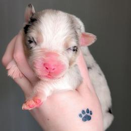 Lily - Blue merle female Australian Shepherd puppy in Georgetown, Texas from River Reign Australian Shepherds