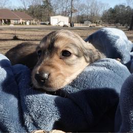 Charlie - Red male Dachshund puppy in Texarkana, Texas from Millys Pups