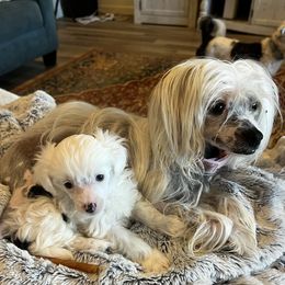 Leilani - Chinese Crested