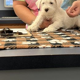 Miniature Schnauzer Puppies from Hume Family Mini Schnauzers