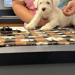 Miniature Schnauzer Puppies from Hume Family Mini Schnauzers