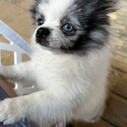 Pomeranian Puppies from Somos Pomeranians | Selectively Bred Puppies