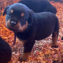 Rottweilers from BOCHOS KENNELS