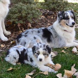 Australian Shepherd Puppies from Highline