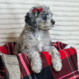 Aussiedoodle Puppies from Silva Ranch Doodles
