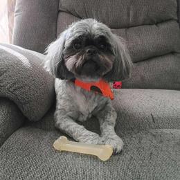 Cockapoo, Goldendoodle, and Shih Tzu All Grown Up from Dogue, where fashion meets fur