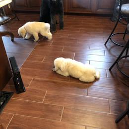 Poodle Puppies from D and D Standard Poodles