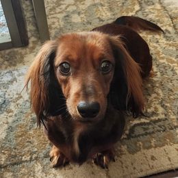 Reece - Dachshund