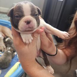 Girl 3 - Brown and White - Red female Boston Terrier puppy in Sulphur Springs, Texas from B&B Bostons