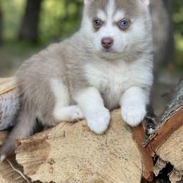 Pomsky Puppies from Ritzy Puppies