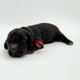 Honey (AKC solid black) - Black female Dachshund puppy in Waddell, Arizona from Neu Doxies