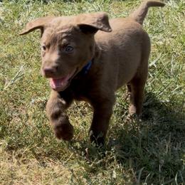 Chesapeake Bay Retriever Puppies from Cedar Ridge Chessies