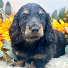 Farron - Black and cream male Dachshund puppy in Exeter, California from Sawtooth Miniature Dachshunds