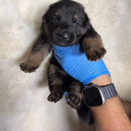 Boy 4 - Black and tan male German Shepherd puppy in Hollis Center, Maine from Noble German Shepherds of Maine