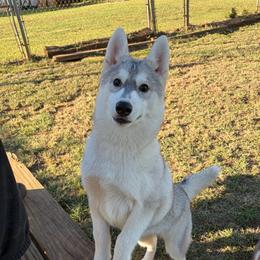 Girl 4 - Gray and white female Siberian Husky puppy in Loudon, Tennessee from Kristari Siberians