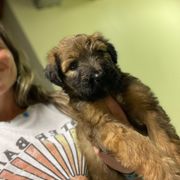 Tawny girl 2 - Tawny female Briard puppy in Frankford, West Virginia from Honey Bee Hill