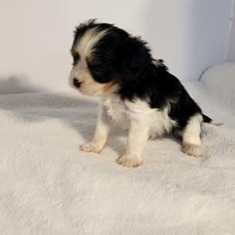 AKC KENTUCKY - Tri-color male Cavalier King Charles Spaniel puppy in Joplin, Missouri, Missouri from HOL-A-DA CAVALIERS