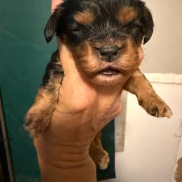Boy 2 - Black and tan male Cavalier King Charles Spaniel puppy in Jacksonville, Florida from Lori Van Doorn's Cavalier King Charles Spaniel