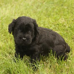 Archer - Black male Whoodle puppy in West Bend, Iowa from Blue Skies Terriers