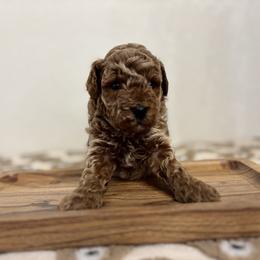 Cavapoo, Cockapoo, Goldendoodle, and Maltipoo Puppies from Perdue Puppies