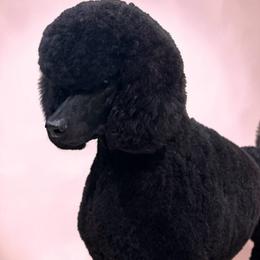 Poodle puppies from Lingo Standard Poodles