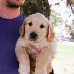 Leia - Light golden female Golden Retriever puppy in Mason, Michigan from Sweet Breeze Acres