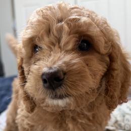 Howie-purple collar - Red  male Goldendoodle puppy in Daytona Beach, Florida from Lindy’s Doodles