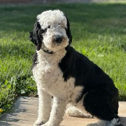 Aussiedoodle, Goldendoodle, Poodle, Saint Berdoodle, Saint Bernard, and Sheepadoodle All Grown Up from Rocky Ridge Ranch