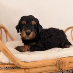 Dock - Black phantom male Aussiedoodle puppy in North Royalton, Ohio from Johnson's Doodles