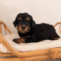 Dock - Black phantom male Aussiedoodle puppy in North Royalton, Ohio from Johnson's Doodles