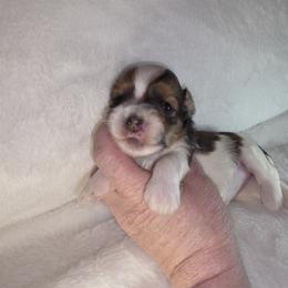 F6 - Fawn female Havanese puppy in Deer Park, Washington from Mt. Top Havanese