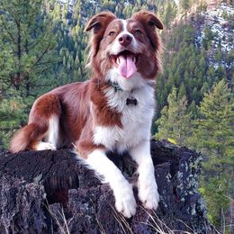 Josie - Miniature Australian Shepherd