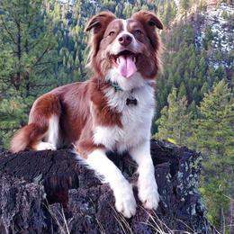 Josie - Miniature Australian Shepherd