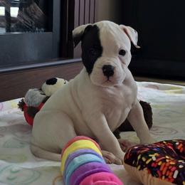 Fudge - White male American Bulldog puppy in Three Rivers, Michigan from Jemms Kennels
