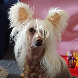 Oli - Chinese Crested