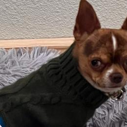 Buddy - Chihuahua