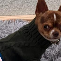 Buddy - Chihuahua
