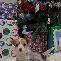 Xena - Blue female Pembroke Welsh Corgi puppy in Norwood, Missouri from McGraw's Paws 🐾