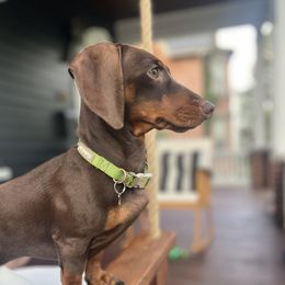 Rudy - Dachshund