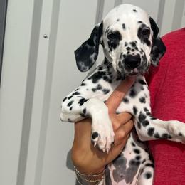 Banana Pudding - White and black female Dalmatian puppy in Austin, Texas from Dazzling Dalz