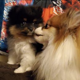 Pomeranians from Angelic Precious Pomeranians